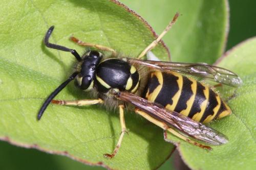Réf. 115 397 : Vespula vulgaris
