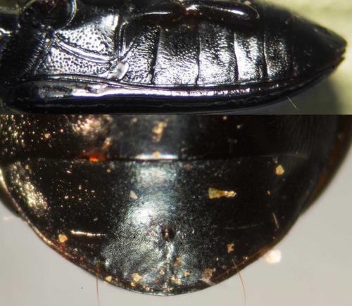 Pterostichus nigrita