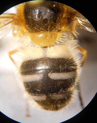 Epistrophe leiophthalma
