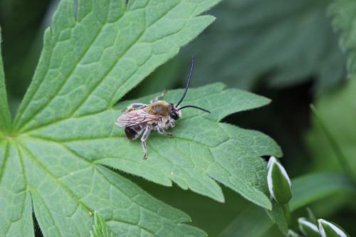 Eucera sp.