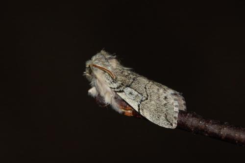 Achlya flavicornis