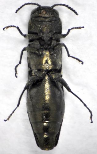 Réf. 115 851 : Agrilus olivicolor