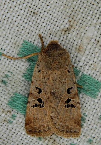 Réf. 115 629 : Conistra rubiginosa