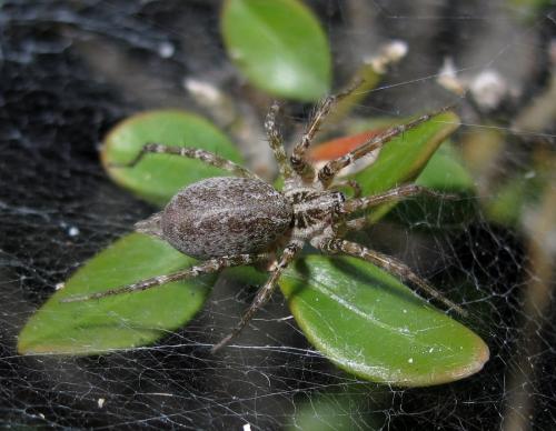 Allagelena sp.