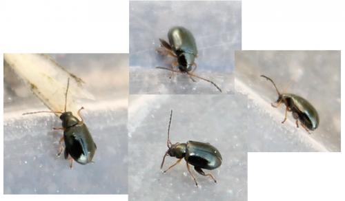Réf. 115 942 : Aphthona sp.