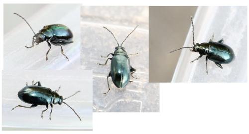 Altica sp.
