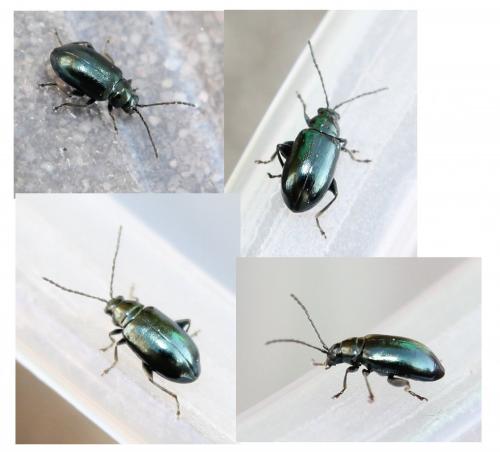 Altica sp.