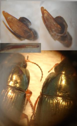 Amara sp.