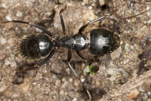 Camponotus aethiops