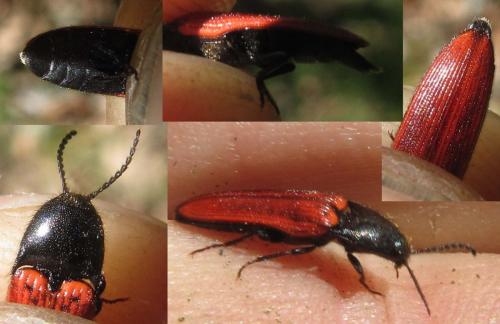 Ampedus sp.