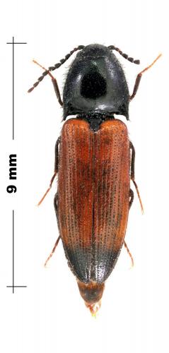 Réf. 115 922 : Ampedus melanurus