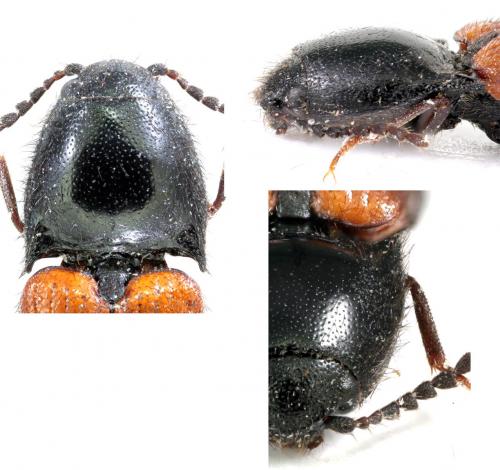Réf. 115 923 : Ampedus melanurus