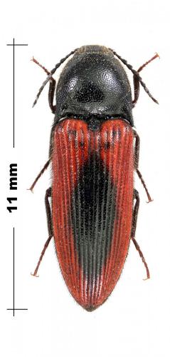 Réf. 115 858 : Ampedus sanguinolentus