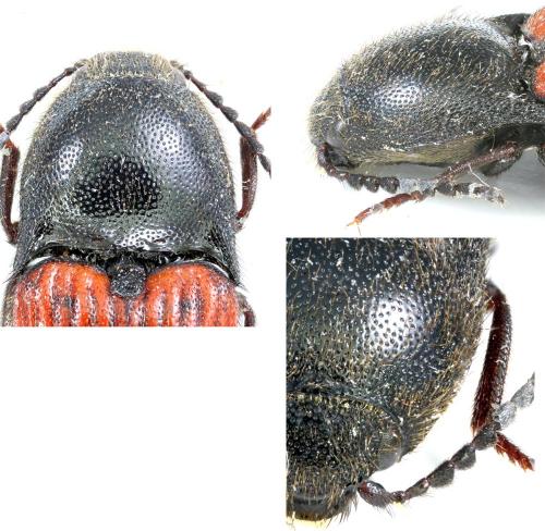 Ampedus sanguinolentus