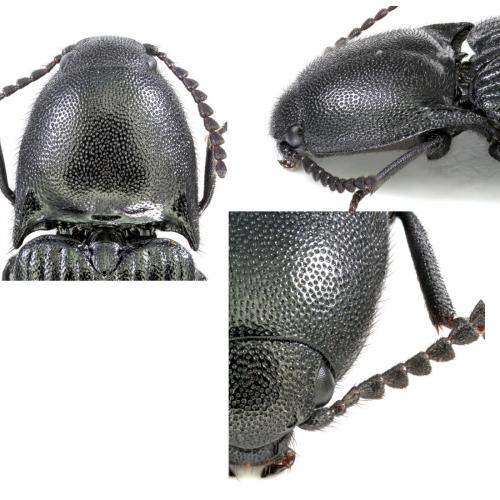 Réf. 115 901 : Ampedus scrofa