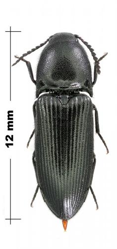 Réf. 115 900 : Ampedus scrofa