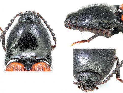 Ampedus rufipennis