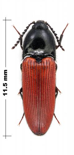 Réf. 115 440 : Ampedus rufipennis