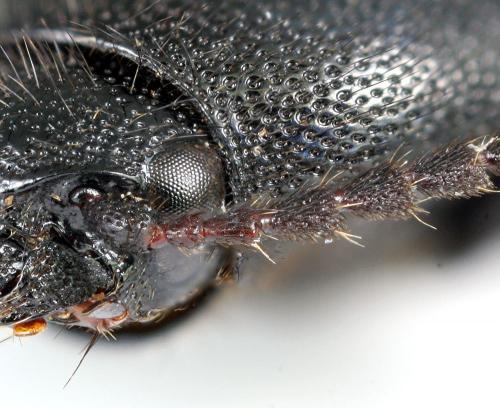 Ampedus rufipennis