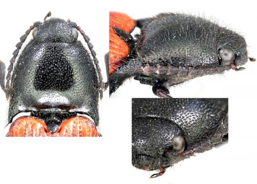 Ampedus sp.