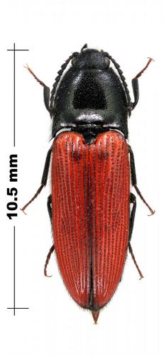 Ampedus sp.