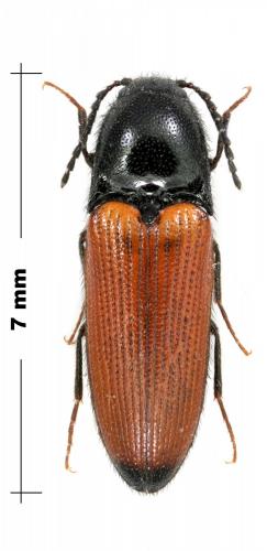 Réf. 115 617 : Ampedus elongatulus