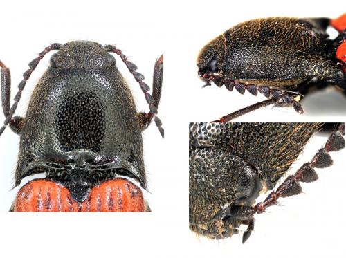 Réf. 115 627 : Ampedus cinnabarinus