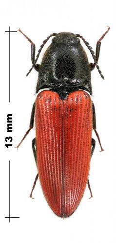 Ampedus cinnabarinus