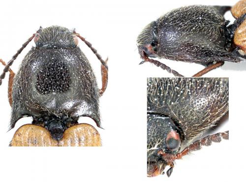 Ampedus sp.