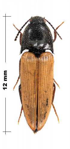 Ampedus sp.