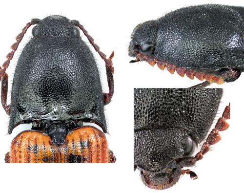 Ampedus cardinalis