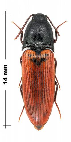 Ampedus cardinalis