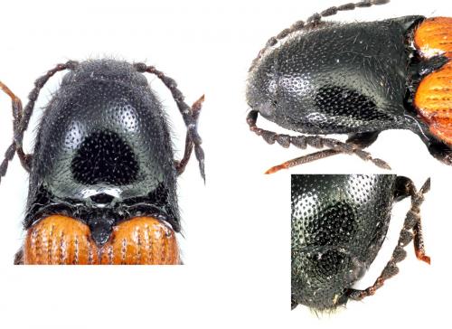 Réf. 115 618 : Ampedus elongatulus