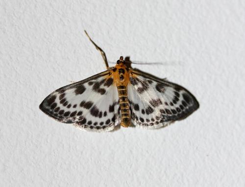 Réf. 115 830 : Anania hortulata