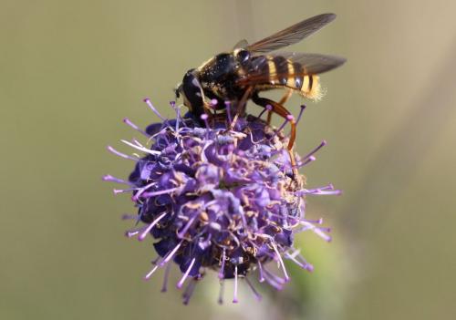 Réf. 115 550 : Sericomyia silentis