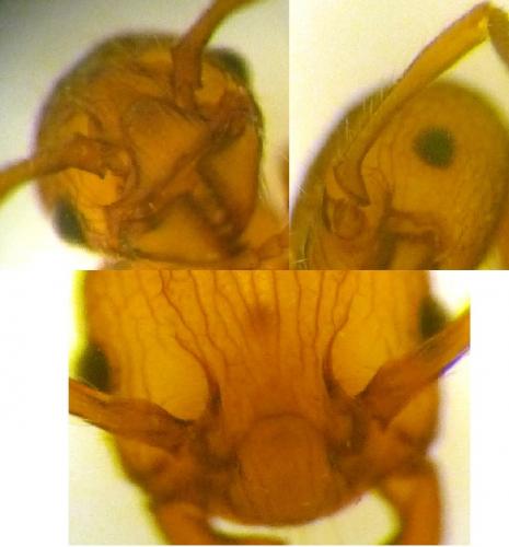 Réf. 115 709 : Myrmica spinosior