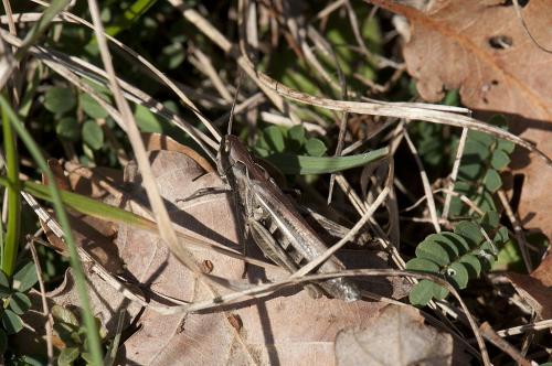 Chorthippus sp.