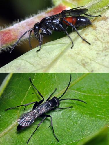 Réf. 115 173 : Arachnospila minutula