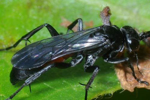 Arachnospila minutula