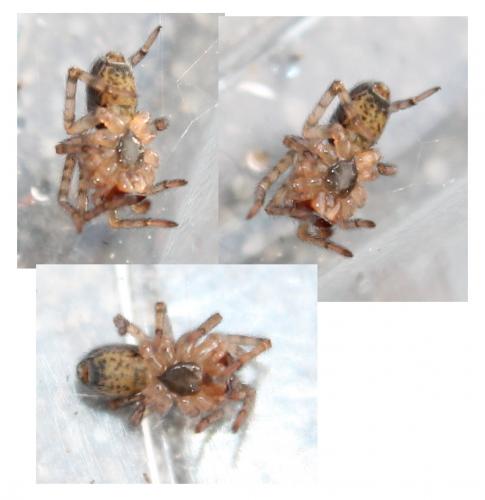 Amaurobius sp.