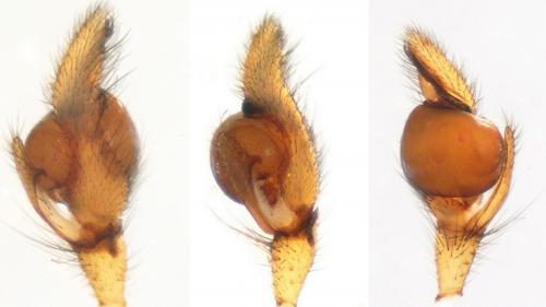 Réf. 115 567 : Pachygnatha clercki