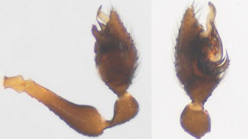 Réf. 115 228 : Crustulina sticta