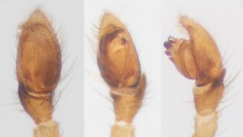 Réf. 115 675 : Haplodrassus minor