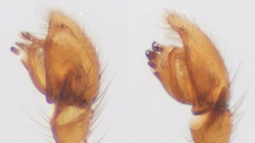 Haplodrassus minor