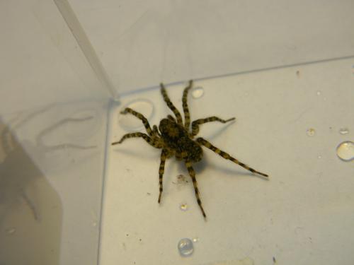 Arctosa sp.