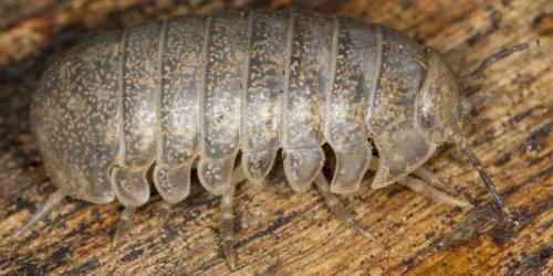 Helleria brevicornis