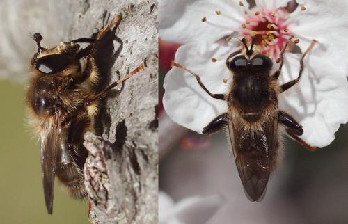 Réf. 115 911 : Criorhina ranunculi