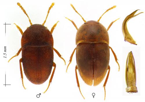 Bathysciola opaca