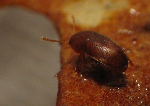 Bathysciola opaca