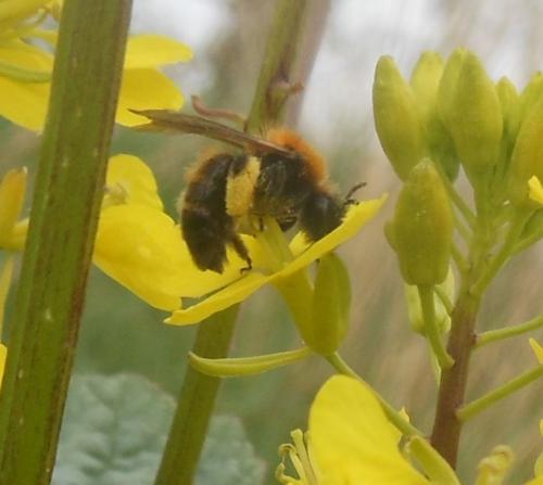 Andrena sp.